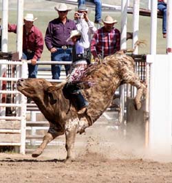 Bull Riding