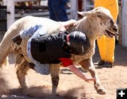 Mutton Bustin